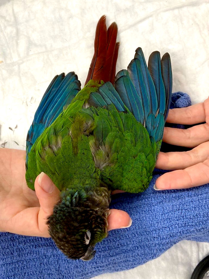 Vet Gives Parrot New Wings After Someone Severely Trims Them