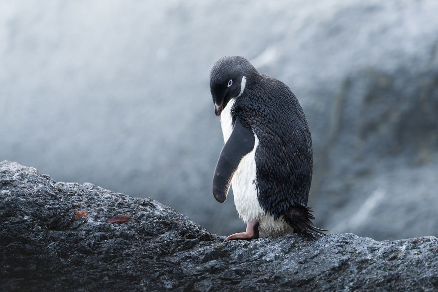 Cuteness Overload In These Photos Of Penguins And Their Chicks