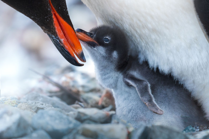 Cuteness Overload In These Photos Of Penguins And Their Chicks