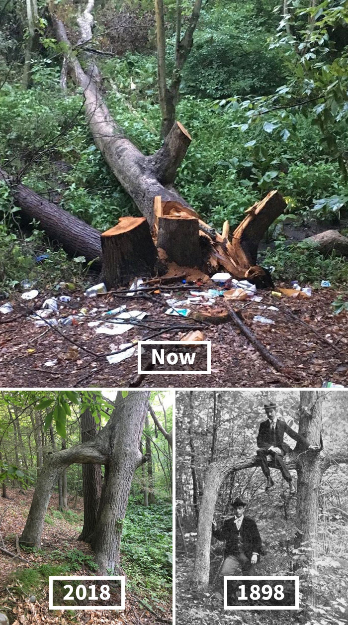 Hamden's Historic "Door Tree," A Natural Feature Celebrated For Nearly 150 Years, Has Been Cut Down By Vandals