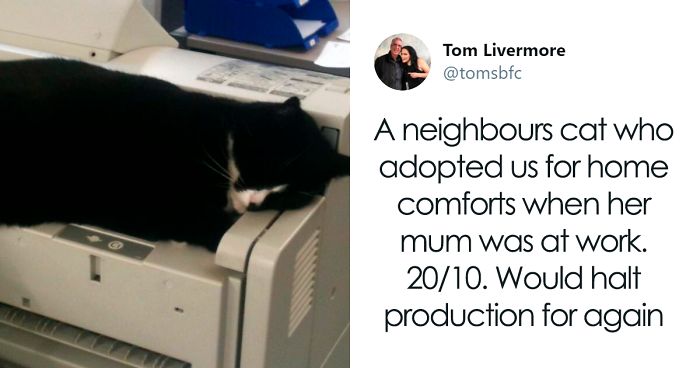 Twitter Account Encourages People To Rate The Cats They Meet On The Streets And It’s Purrfect (30 Pics)