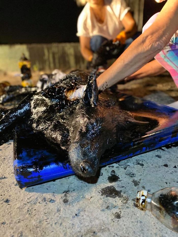 People Discover A Dog 100% Covered In Tar, Work Tirelessly To Save Her, Succeed