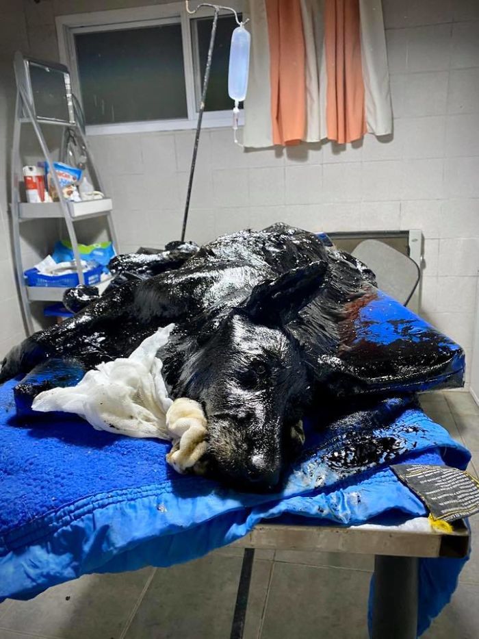 People Discover A Dog 100% Covered In Tar, Work Tirelessly To Save Her, Succeed