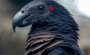 Apparently, Dracula Parrots Are A Thing And They Might Be The Most Gothic Birds On Earth