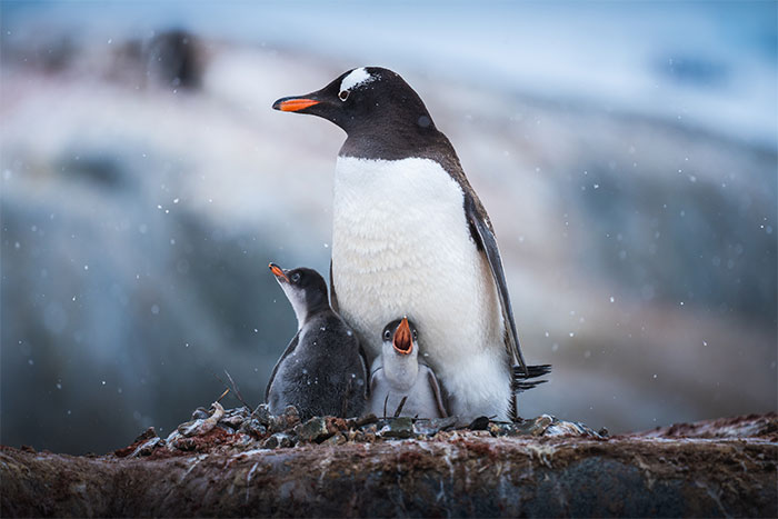 I Photographed Penguins In Antarctica And They Are Cuteness Overload (31 Pics)