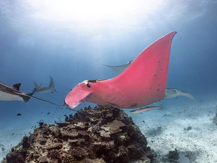 Diver Finds A Majestic Pink Manta Ray So Rare, He Thinks His Camera Is Broken At First