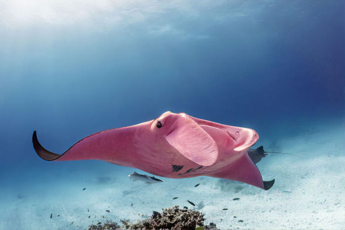 Diver Finds A Majestic Pink Manta Ray So Rare, He Thinks His Camera Is Broken At First
