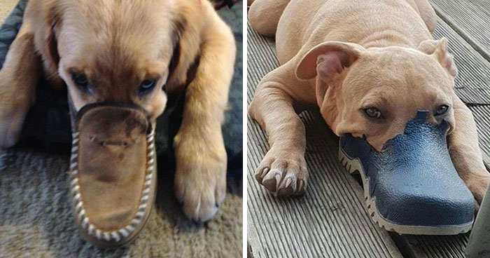 People Are Sharing Pics Of ‘The Platypus’ Dog To Brighten Up Their Day (30 Pics)