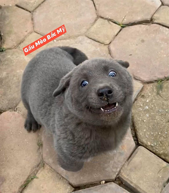 People Are Saying This Puppy Is A Hybrid Between A Cat And A Dog And It Has The Derpiest Expressions