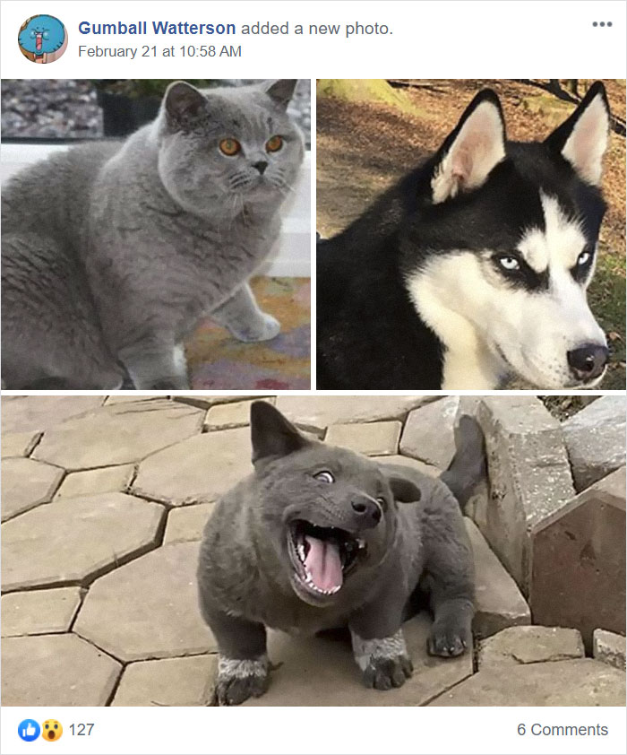 Here Is a Dog That Looks Like a Cat and a Cat That Looks Like a Dog