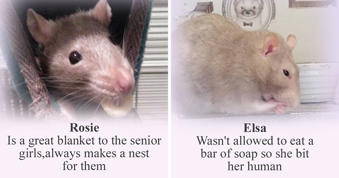 This Rat Sanctuary Shames The Naughtiest Rats Of The Month And Their Crimes Are Hilarious