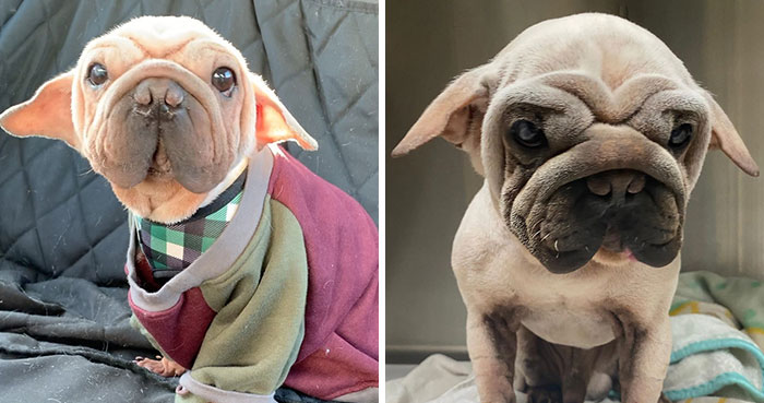 Meet Mork, A Puppy That Was Saved From A Slaughterhouse And Looks Like Baby Yoda