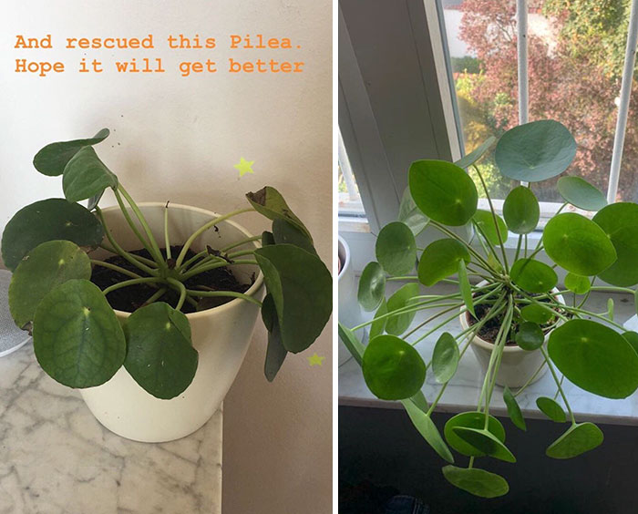 Does This Work For Plants As Well? 1 Year After Adoption