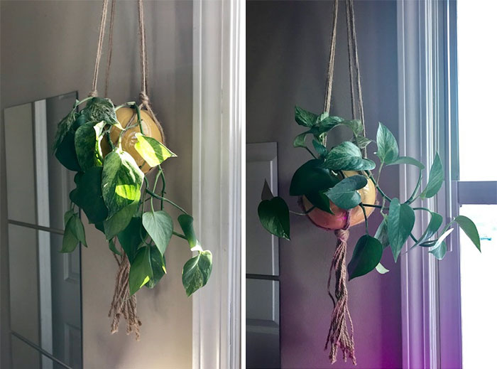 Less Than A Day After Watering...my Pothos Is Dramatic Af