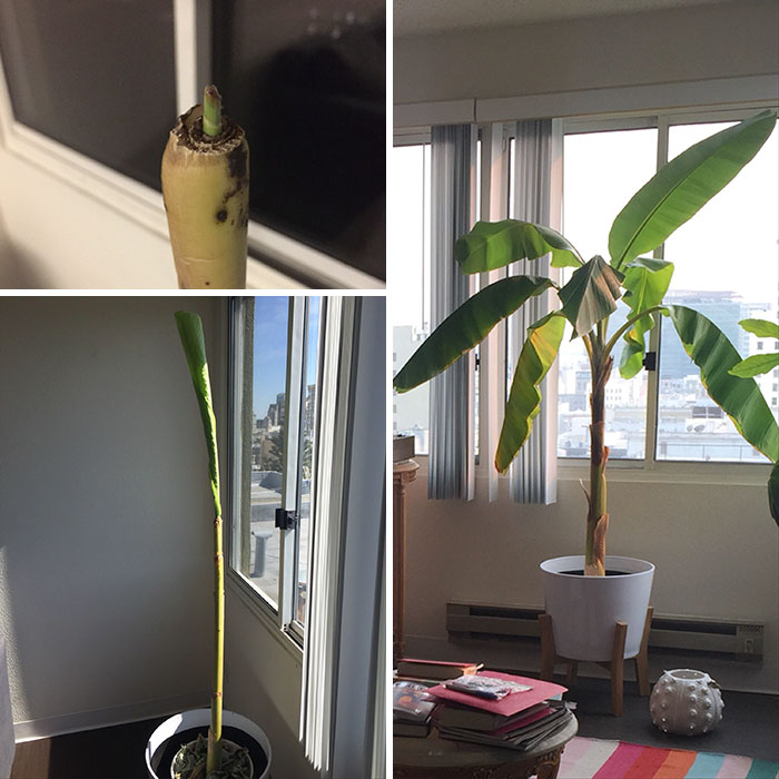 My Banana Tree Survived A Move To A New State
