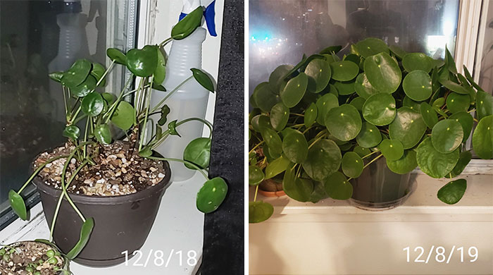 1 Year Of Progress On My Pilea Peperomioides After Nearly Killing It