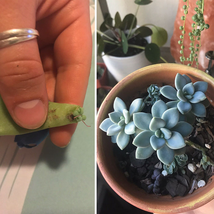 May 2018-May 2019 From Random Leaf Found On Floor To Actual Plant!