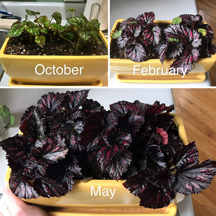 For Some Reason This Begonia Has Been One Of My Most Successful Saves From Home Depot. I Love The Color Change!