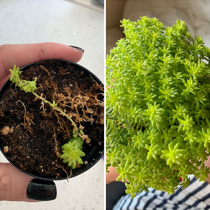 I Took In My Partner’s Neglected Succulent, And Here We Are Two Months Later! 03.18.19 // 05.24.19