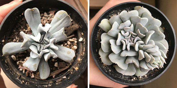 About 5 Months Progress On My Echeveria Cubic Frost