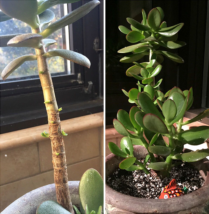 Adopted This Sad Jade Plant From An Old Coworker. Look At It Now, Less Than Six Months Later!