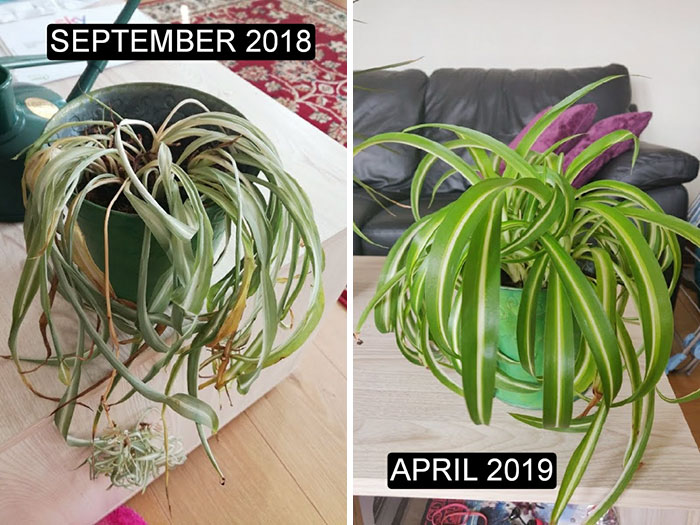 I Was Able To Save This Guy After A Rough Summer, Here It Is Now