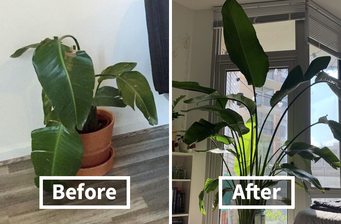 These 30 Amazing Comebacks Made By Plants Are Oddly Inspirational
