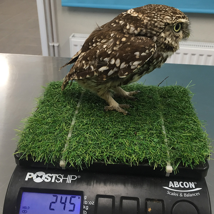 ‘Extremely Obese’ Owl Was Rescued After Being Too Fat To Fly