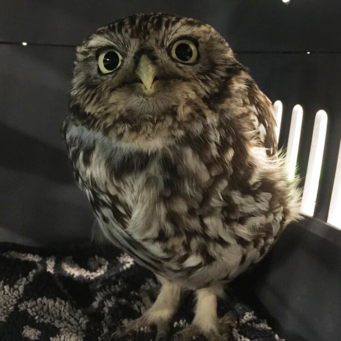 ‘Extremely Obese’ Owl W as Rescued After Being Too Fat To Fly