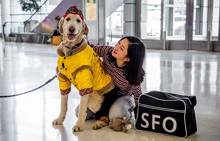 San Francisco Airport Has A "Wag Brigade" That Consists Of 22 Dogs And 1 Pig