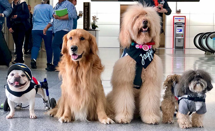 San Francisco Airport Has A “Wag Brigade” That Consists Of 22 Dogs And 1 Pig