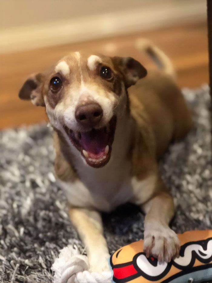 Family Throws A Surprise Birthday Party For Its 13 Y.O. Senior Dog And He Can't Believe They Remembered