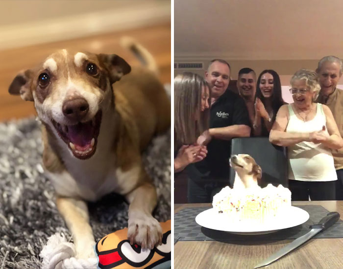 Family Throws A Surprise Birthday Party For Its 13 Y.O. Senior Dog And He Can’t Believe They Remembered