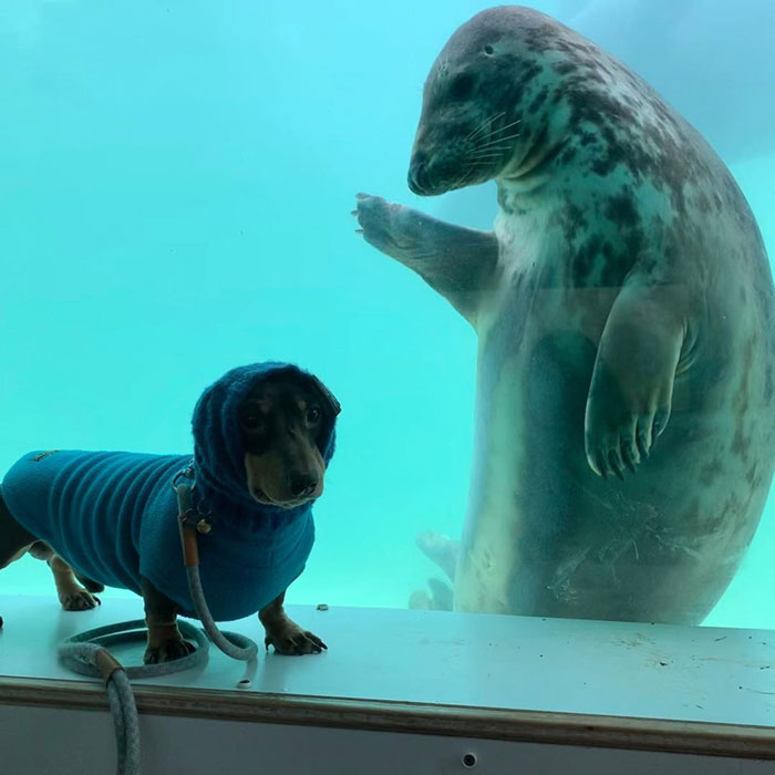 Sausage Doggy And Seal Puppy Met On Vacation, Became BFFs Immediately