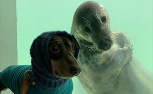 Sausage Doggy And Seal Puppy Met On Vacation, Became BFFs Immediately