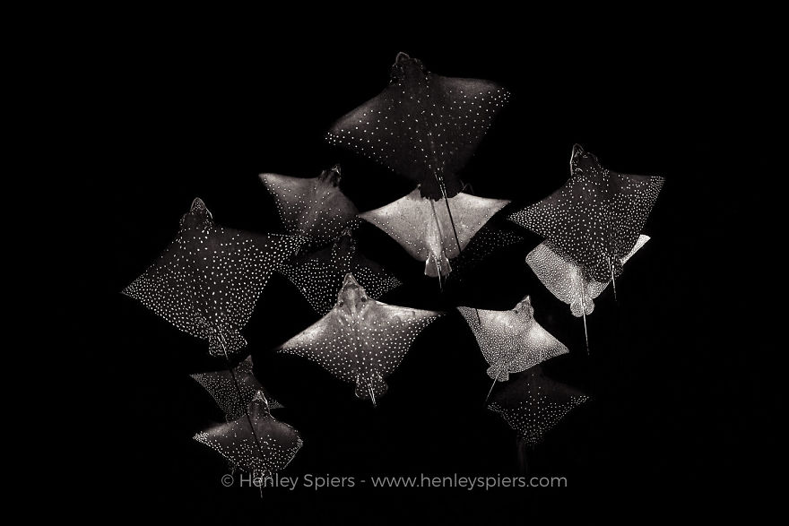 Black & White Category: 'Constellation Of Eagle Rays' By Henley Spiers, UK 