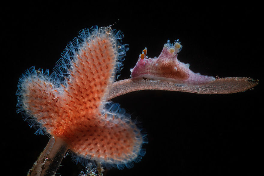 Macro Category: 'Aegires Sp. Nudi Crawls To A Clubs Shaped Bryozoan' By Ludovic Galko-Rundgren, France