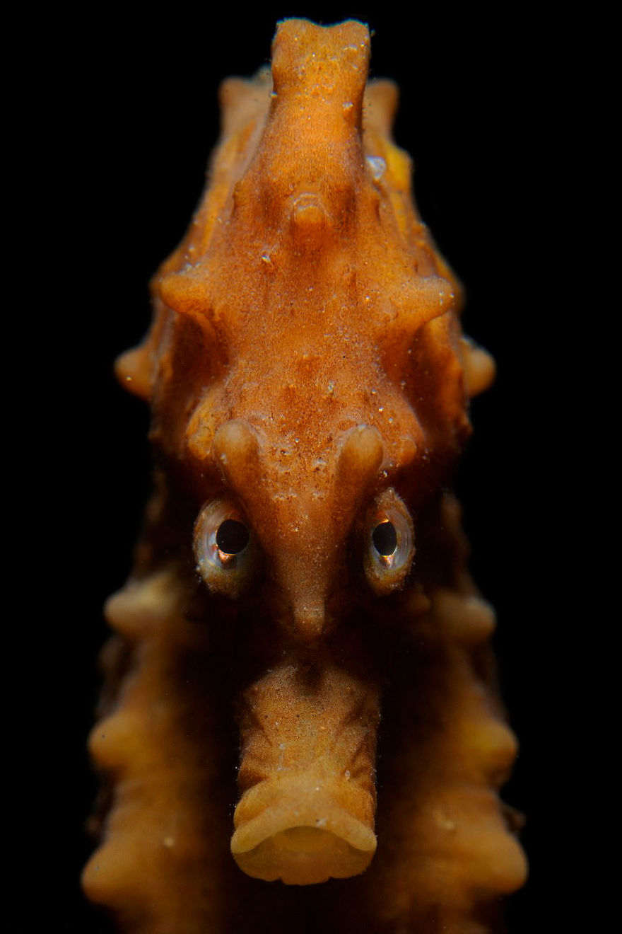 Portrait Category: 'Angry Seahorse' By Rooman Luc, Belgium