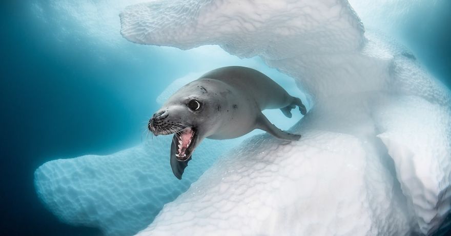 Portrait Category: 'Crab-Eater Seal' By Greg Lecoeur, France