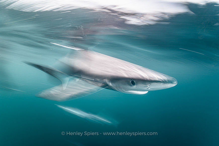 British Waters Wide Angle Category: 'Blue Shark In Motion' By Henley Spiers, UK