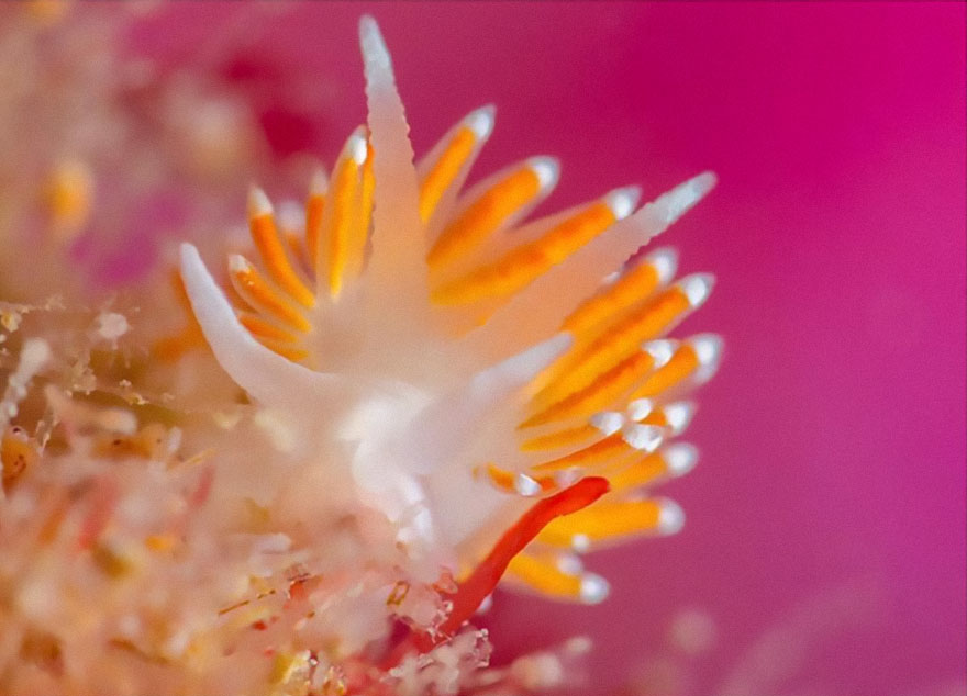 British Waters Macro Category: 'Scillonian Beauty' By Malcolm Nimmo, UK