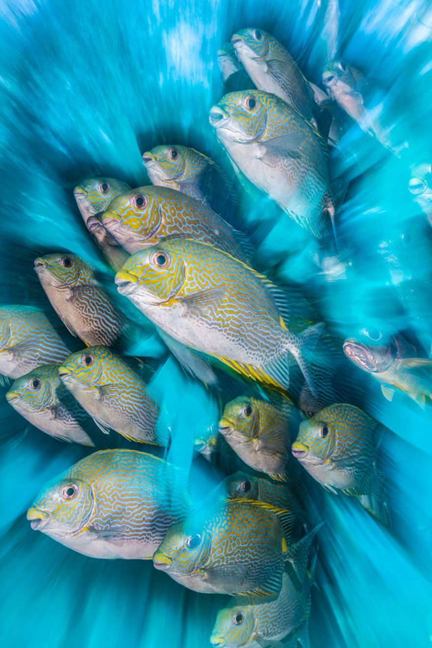 Wide Angle Category: 'Rabbit Fish Zoom Blur' By Nicholas More, UK