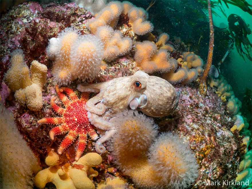 British Waters Wide Angle Category: 'Octopus And The Sunstar' By Mark Kirkland, UK