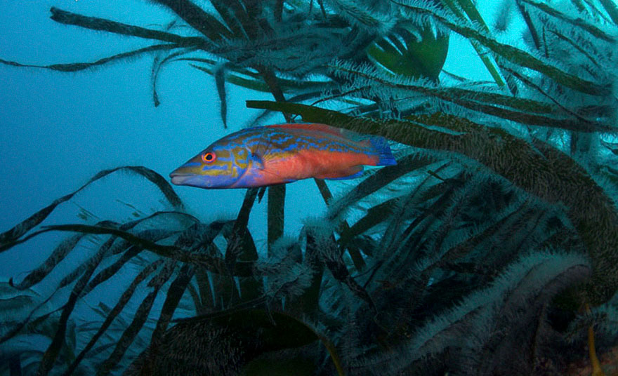 British Waters Wide Angle Category: 'Cuckoo In The Blue (Male Cuckoo Wrasse With Kelp)' By Simon Temple, UK