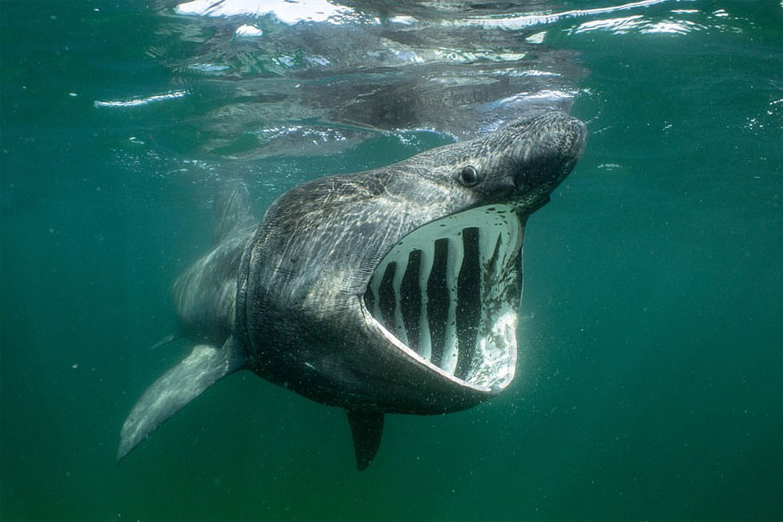 British Waters Wide Angle Category: 'Big Mouth, Small Prey' By Will Clark, UK