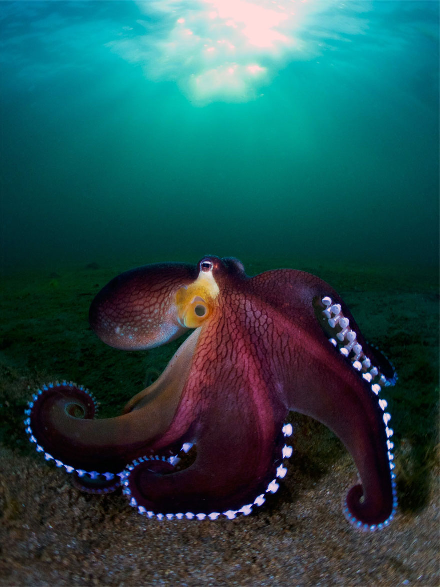 Compact Category: 'Coconut Octopus' By Enrico Somogyi, Germany