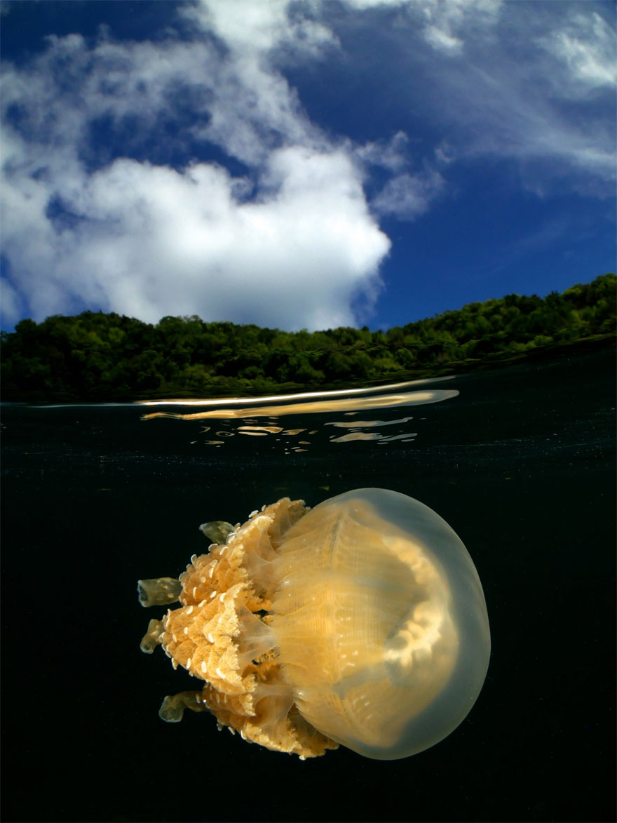 Compact Category: 'Jellyfish From Palau' By Enrico Somogyi, Germany