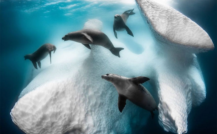 The Winners Of The 2020 Underwater Photographer Of The Year Contest Might Take Your Breath Away (30 Pics)