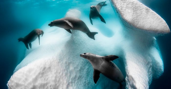 Los ganadores del concurso de fotógrafo subacuático del año 2020 podrían quitarte el aliento (30 fotos)