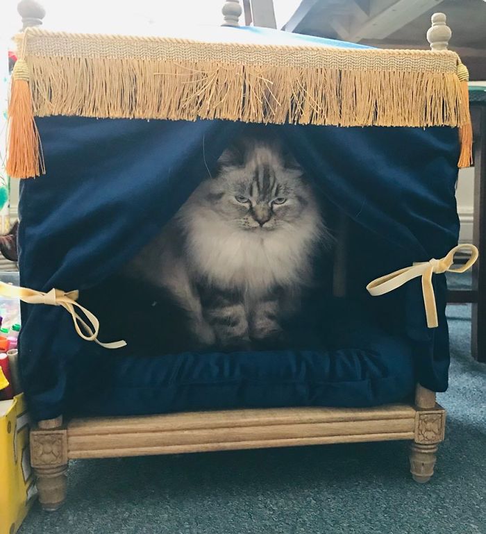 We Have A Grumpy Kitten That My Son Named Gracie. We Found This Little 4 Poster Blue Velvet Bed For Our Princess At A Store In Collingwood Ontario For A Great Marked Down Price From Its Original Cost. Needless To Say, Our Grumpy Gracie Loves Her New Bed. She Is Ameowsed With It